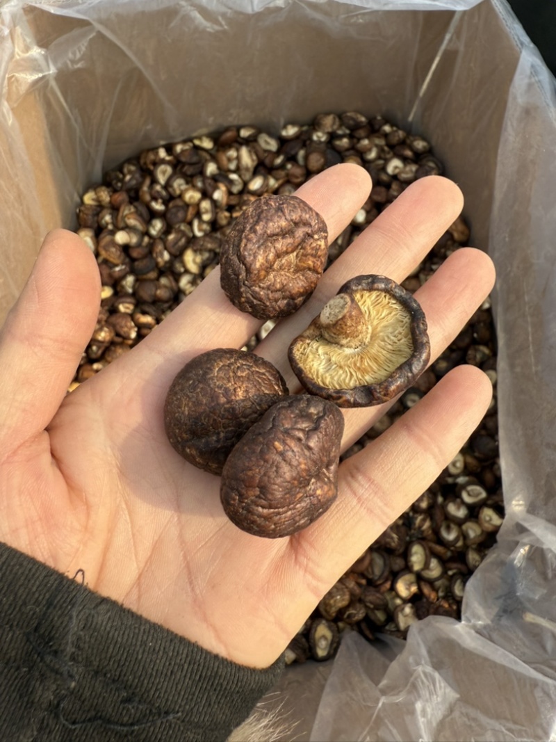 包邮油面新冬菇2～2.5～3厘米干香菇量大从优