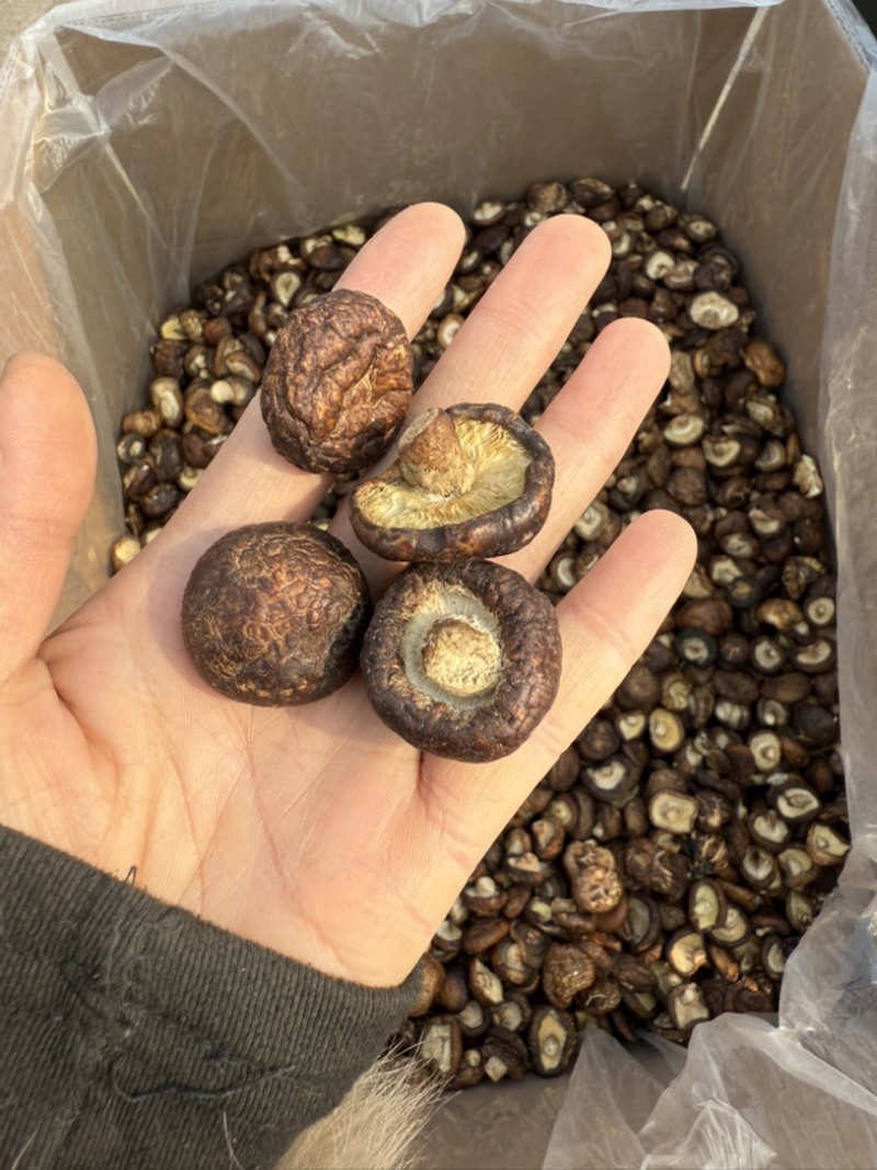 包邮油面新冬菇2～2.5～3厘米干香菇量大从优