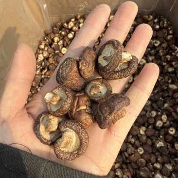 包邮油面新冬菇2～2.5～3厘米干香菇量大从优