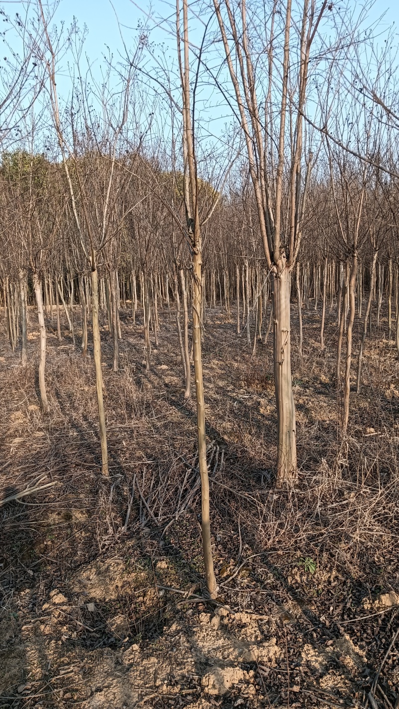 3公分占地紫薇