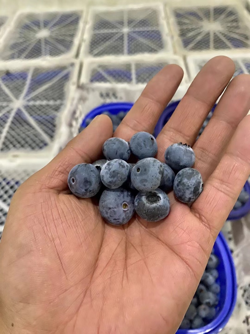云南蓝莓鲜果太空杯装，一件代发，顺丰空运包邮，大量接单！