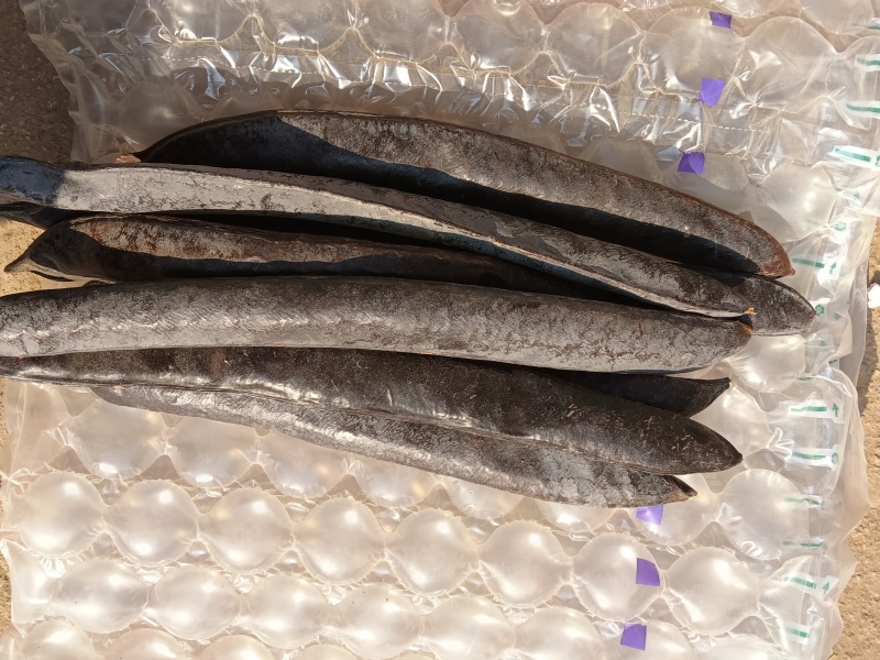 皂角大皂角皂角段小皂荚