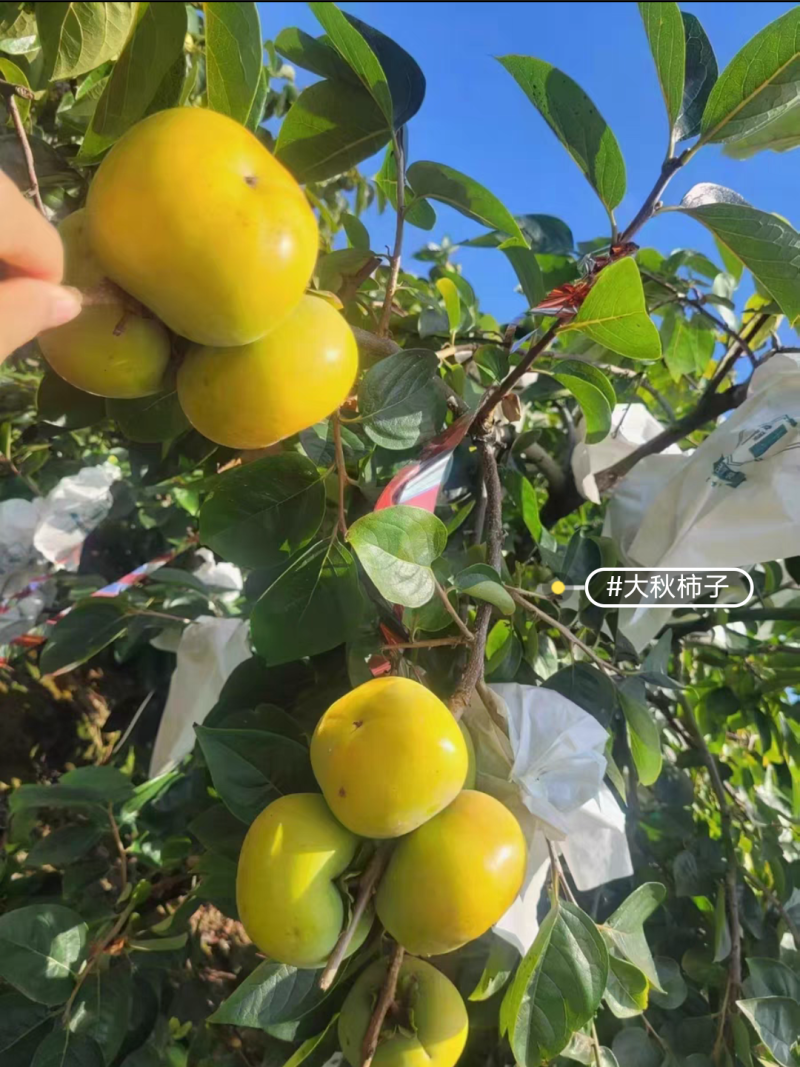 太秋甜柿子苗，嫁接苗，从树上摘下来就可以吃了，脆甜好吃