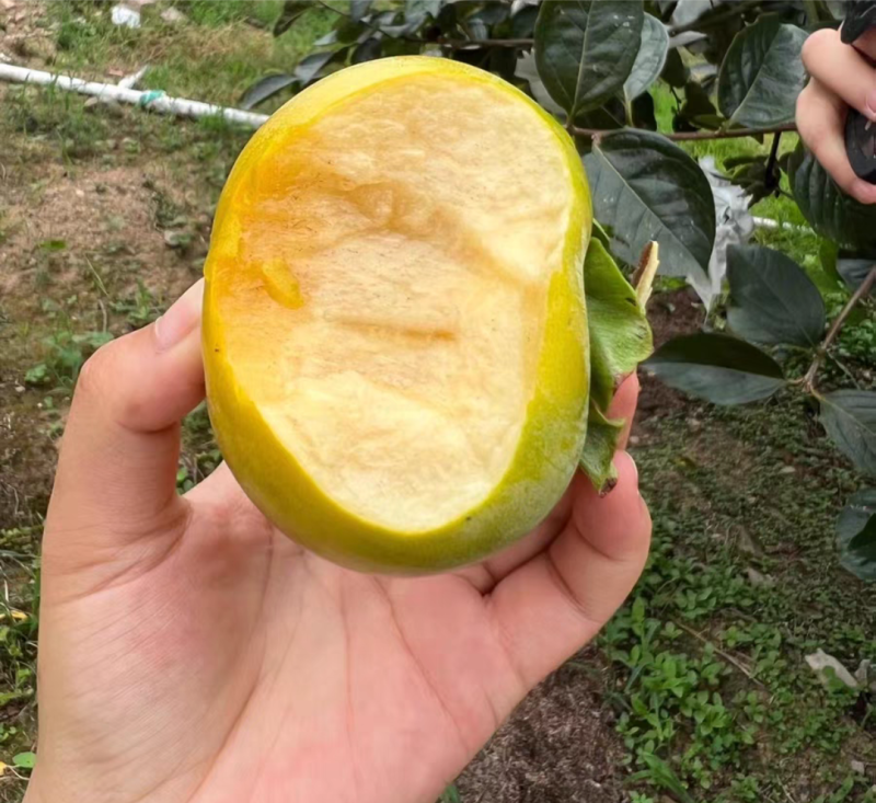 太秋甜柿子苗，嫁接苗，从树上摘下来就可以吃了，脆甜好吃