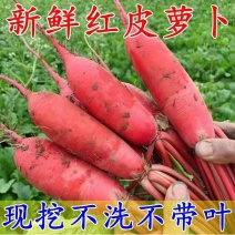 山东水萝卜红皮萝卜大量现货现拔现装车四两起步可代发货全国