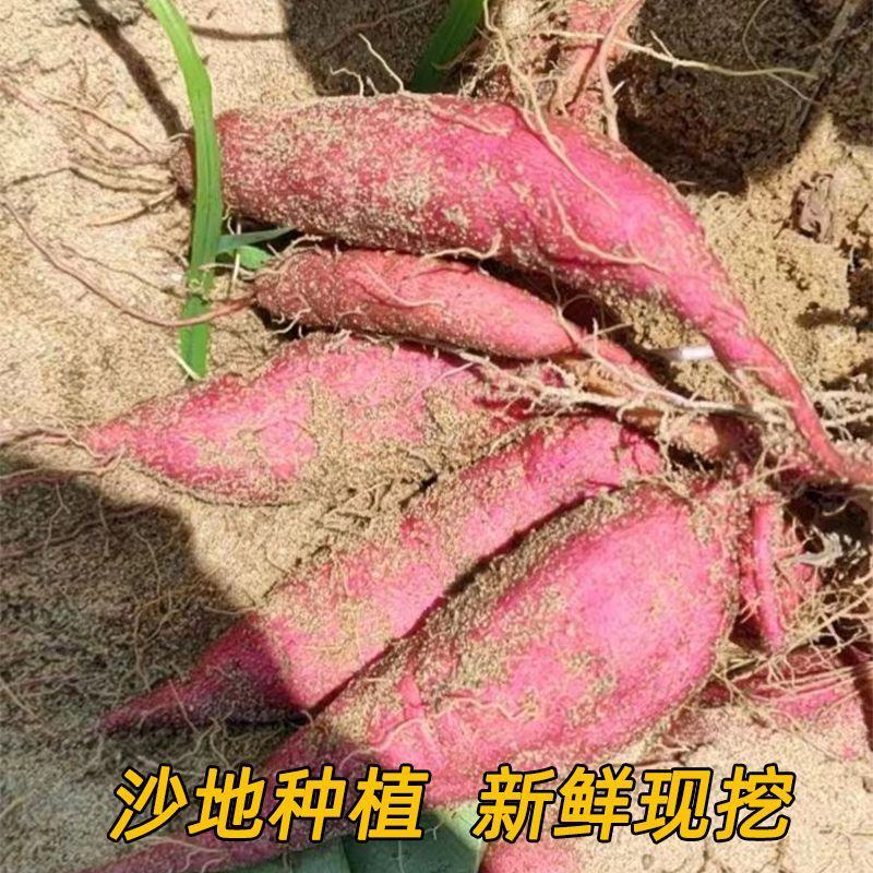 海南桥头地瓜沙地澄迈富硒板栗番薯软糯当季富硒新鲜红薯