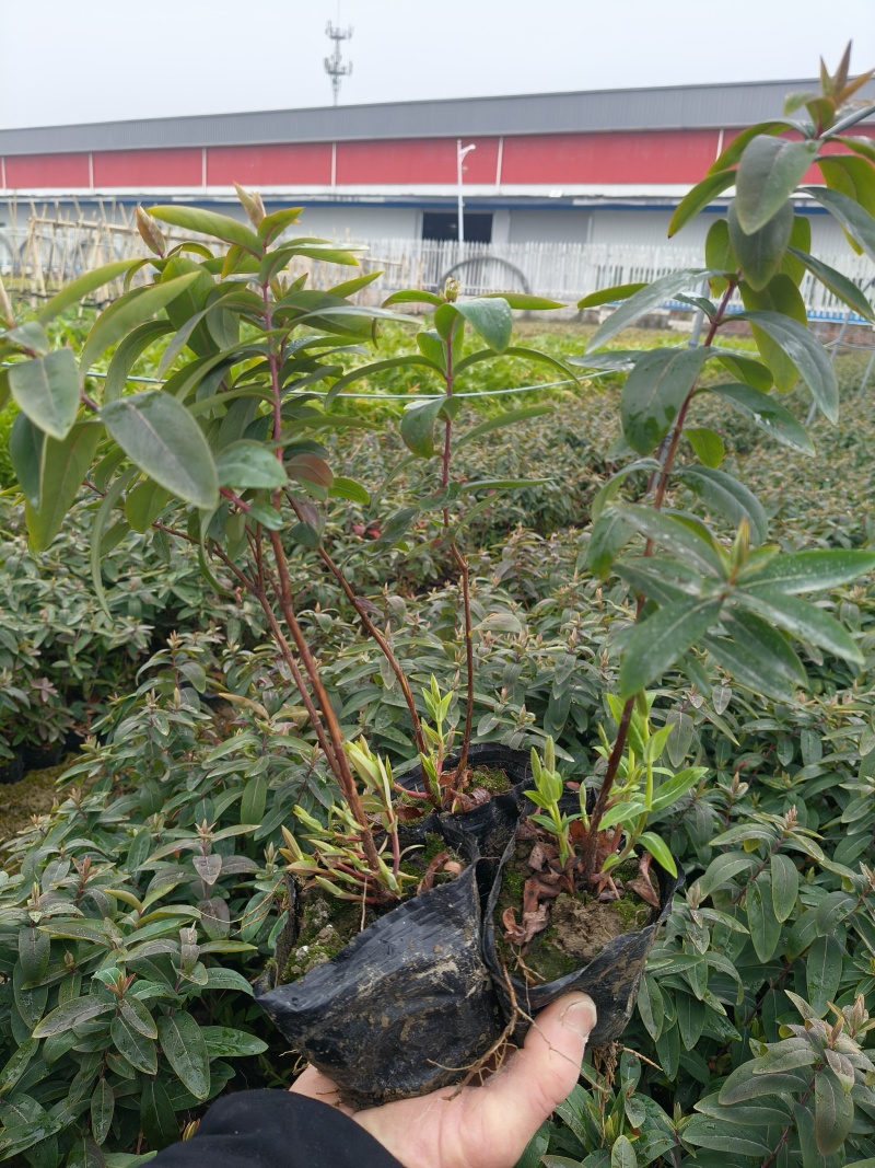 金丝桃大杯，高度30cm平面，基地有量，欢迎来一亩田订购