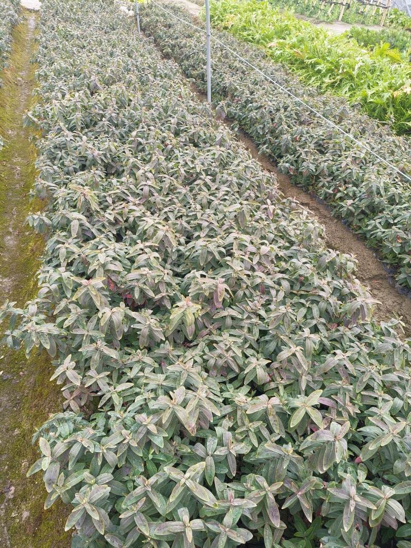 金丝桃大杯，高度30cm平面，基地有量，欢迎来一亩田订购