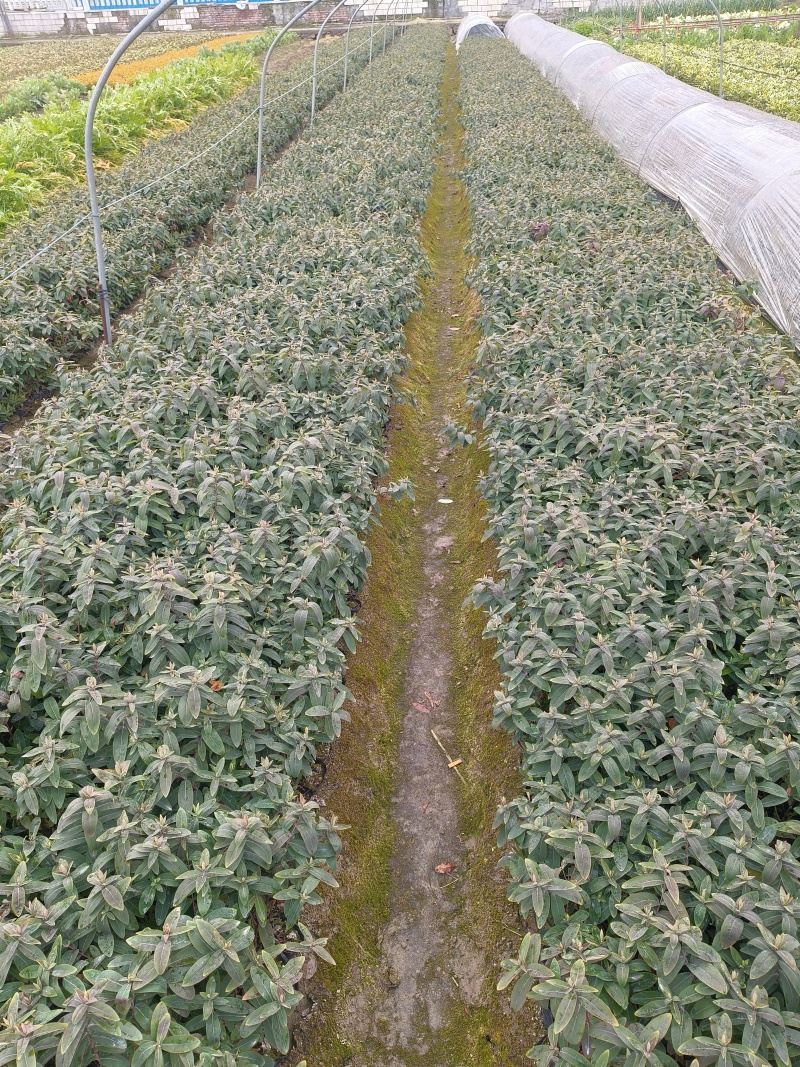 金丝桃大杯，高度30cm平面，基地有量，欢迎来一亩田订购