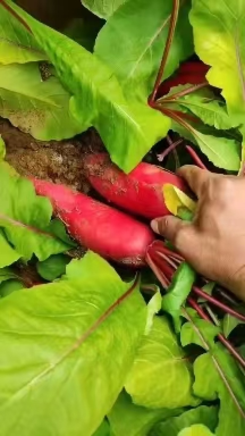山东水萝卜红皮萝卜大量现货现拔现装车四两起步可代发货全国