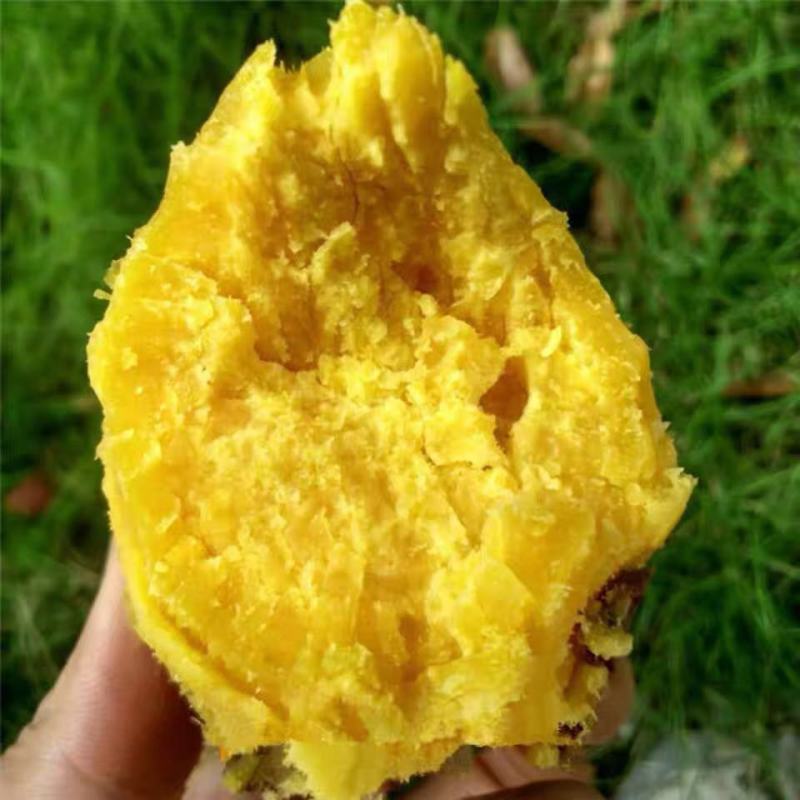 粉糯香栗子薯新鲜红薯黄心番薯板栗红薯鸡蛋黄地瓜香薯板栗薯
