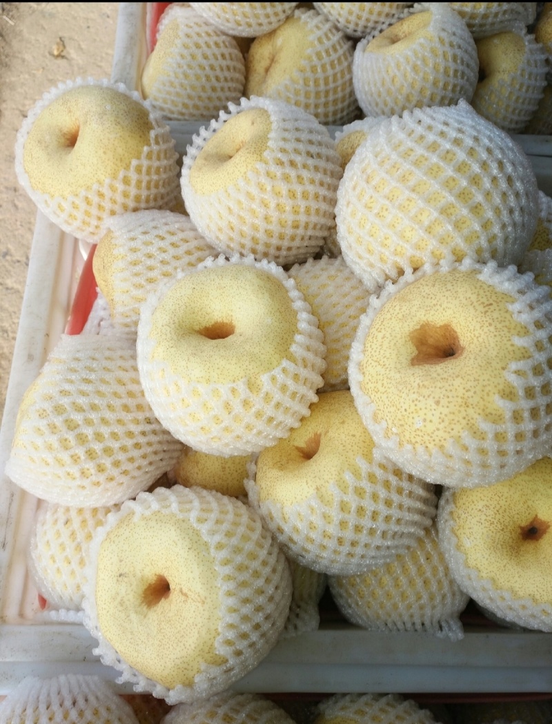 砀山梨砀山酥梨，大量供应，物美价廉经济实惠视频看货