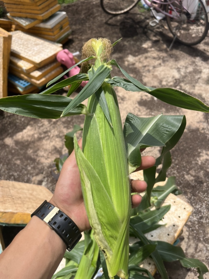 玉米苗甜脆玉米，糯玉米，成活率高，抗病，高产质量保证