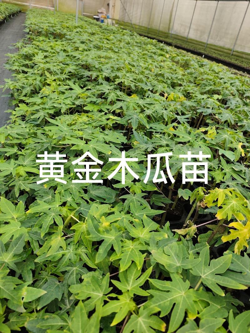 黄金木瓜苗