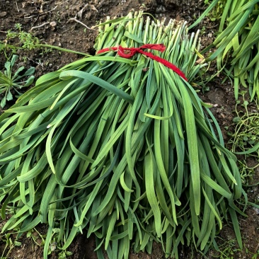 头茬新韭菜