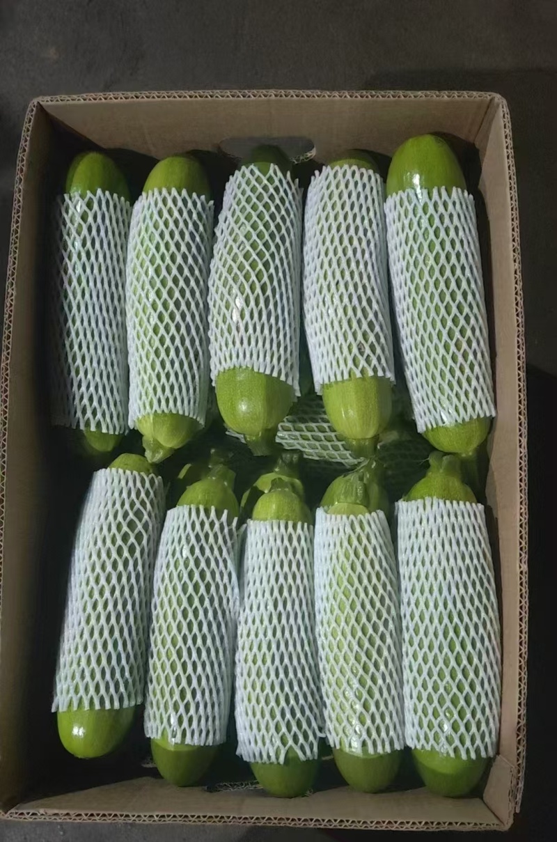 优质西葫芦，角瓜大量上市产地直发量大从优欢迎来电