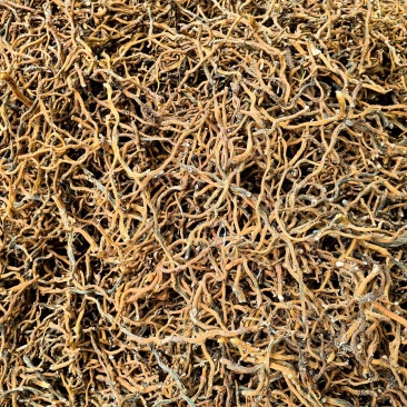 野生玉竹一蒸一烤广西产地一手货源大量供应
