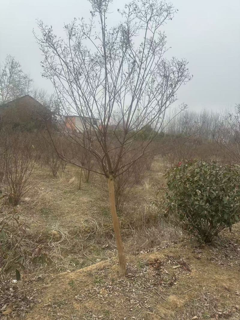 5公分紫薇