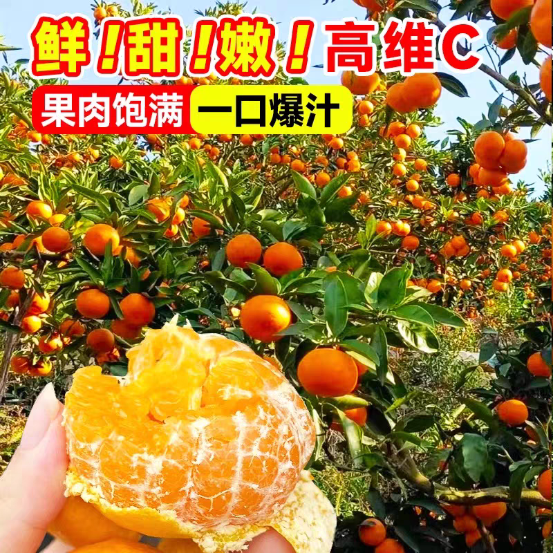 橘子苗，金桔子苗，大小苗均齐欢迎来电咨询采购