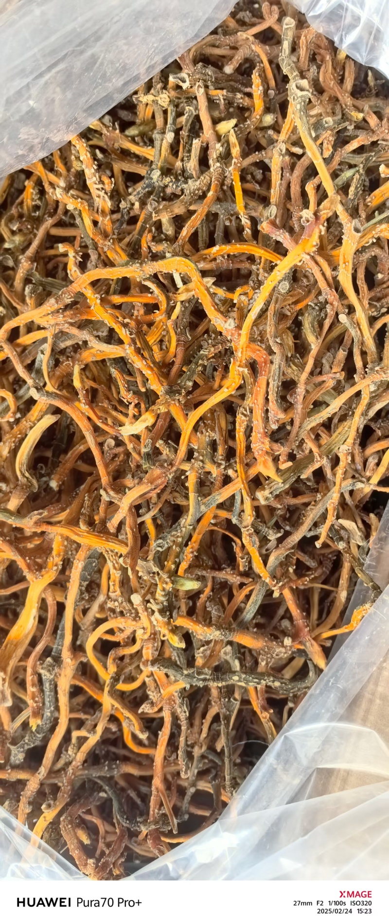 野生玉竹一蒸一烤广西产地一手货源大量供应