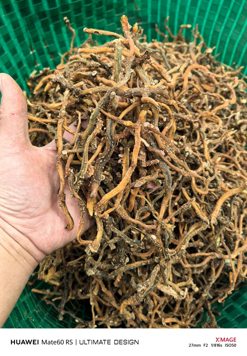 野生玉竹一蒸一烤广西产地一手货源大量供应