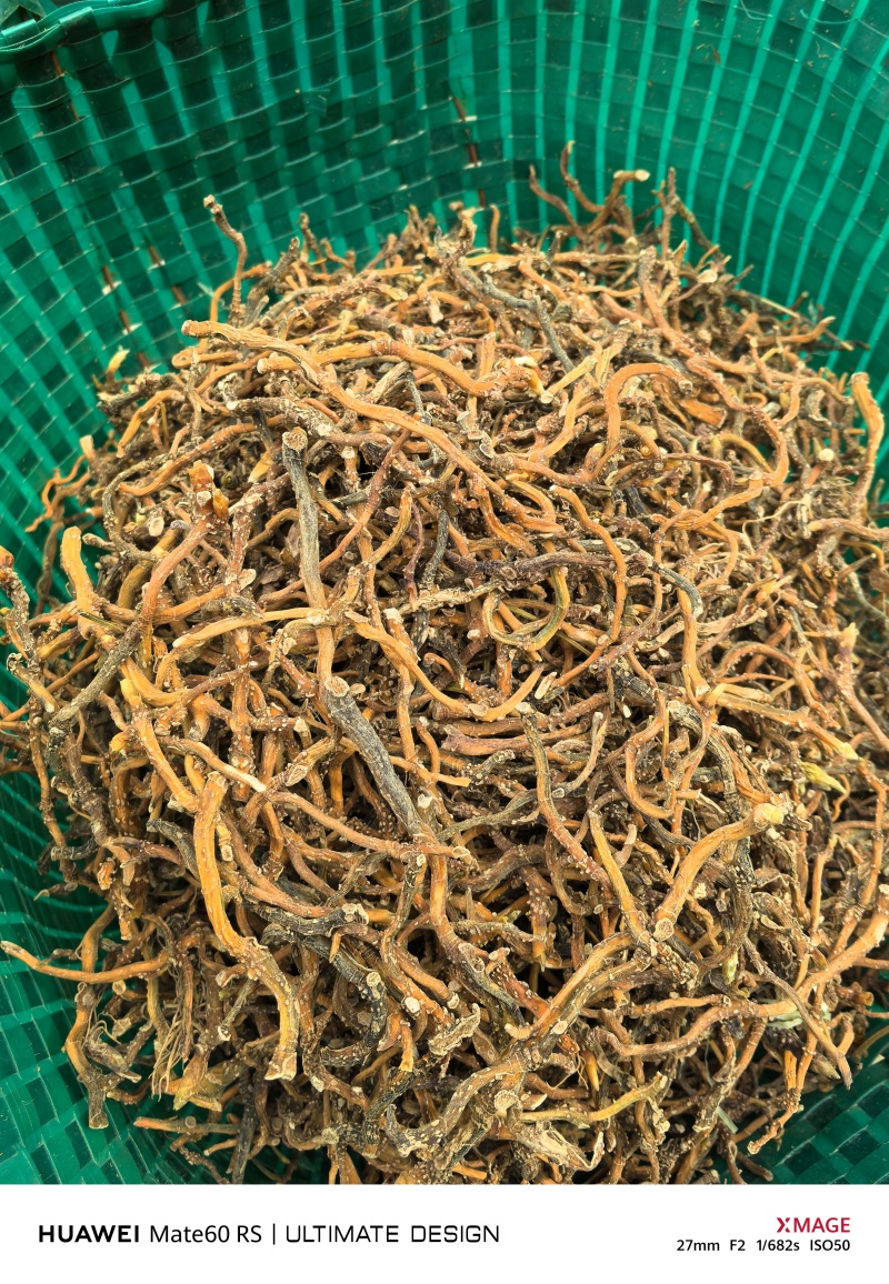 野生玉竹一蒸一烤广西产地一手货源大量供应
