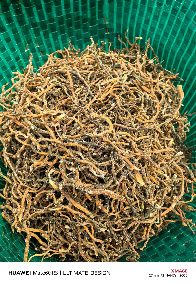 野生玉竹一蒸一烤广西产地一手货源大量供应