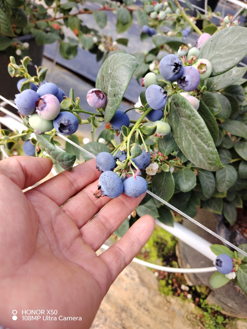 云南省的最好高山蓝莓