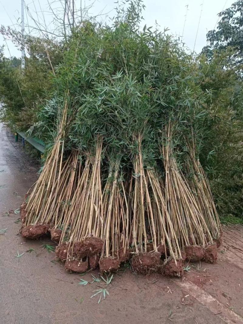 琴丝竹
