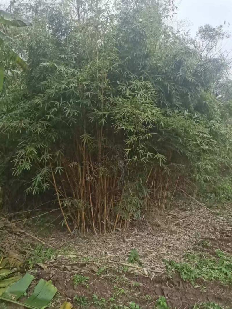 琴丝竹