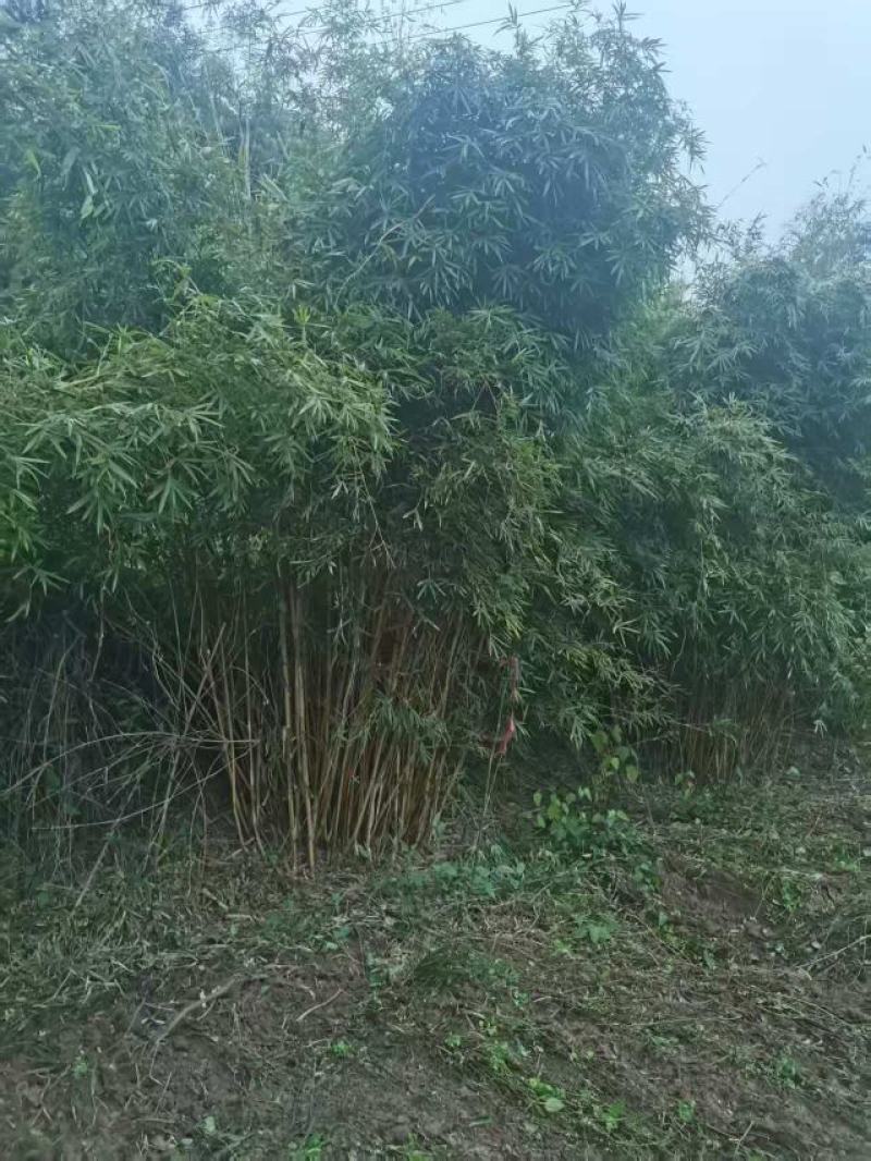 琴丝竹