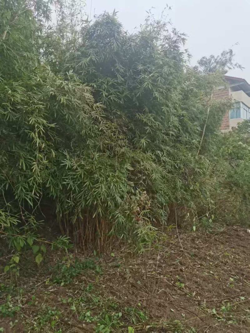 琴丝竹
