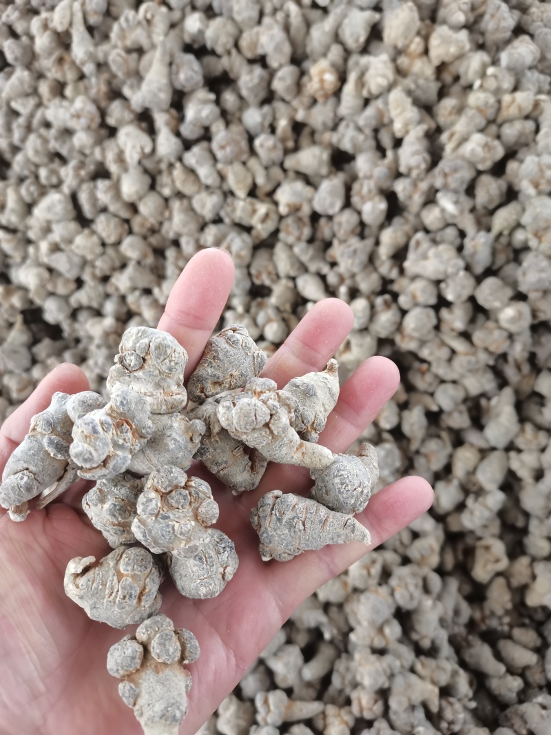 云南文山60头三七，一手货源，可切片切丝磨粉