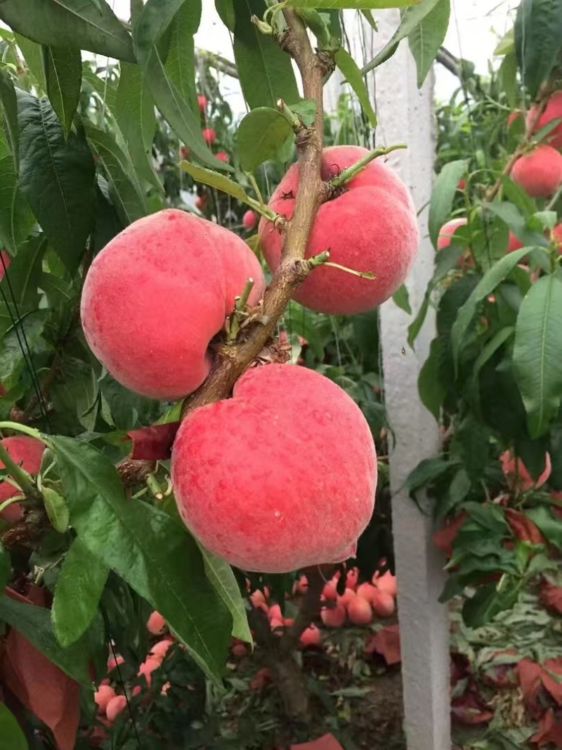 春雪水蜜桃一件代发，**电商微商