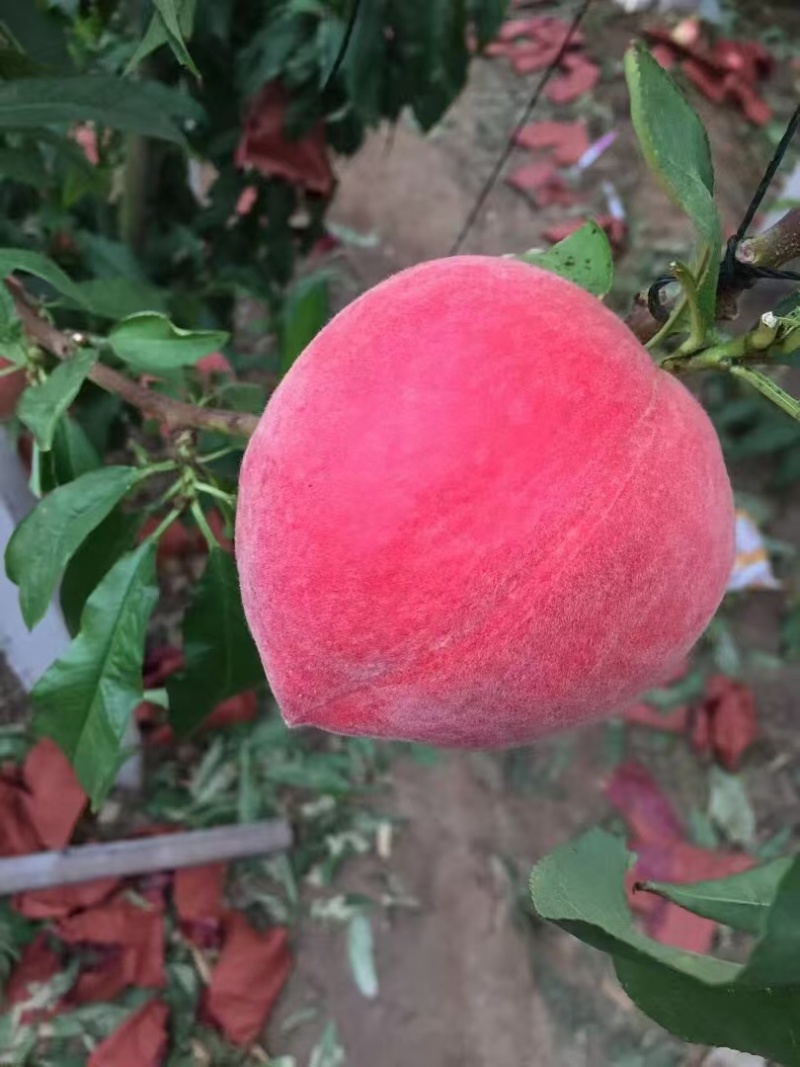 春雪水蜜桃一件代发，**电商微商