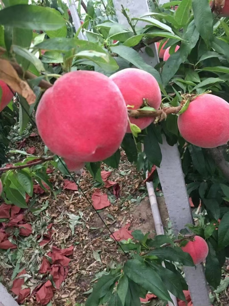 春雪水蜜桃一件代发，**电商微商