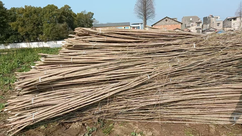 4.5米丹红杨树苗，杨树苗，丹红杨规格齐全量大