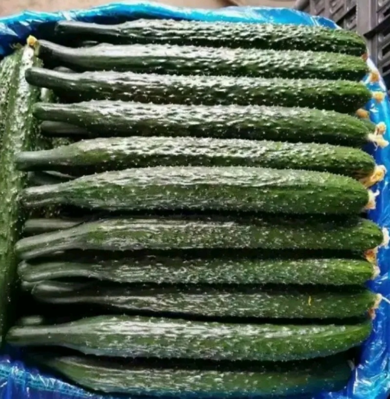 河南夏邑蔬菜种植基地益农合作社保质保量万亩蔬菜大棚