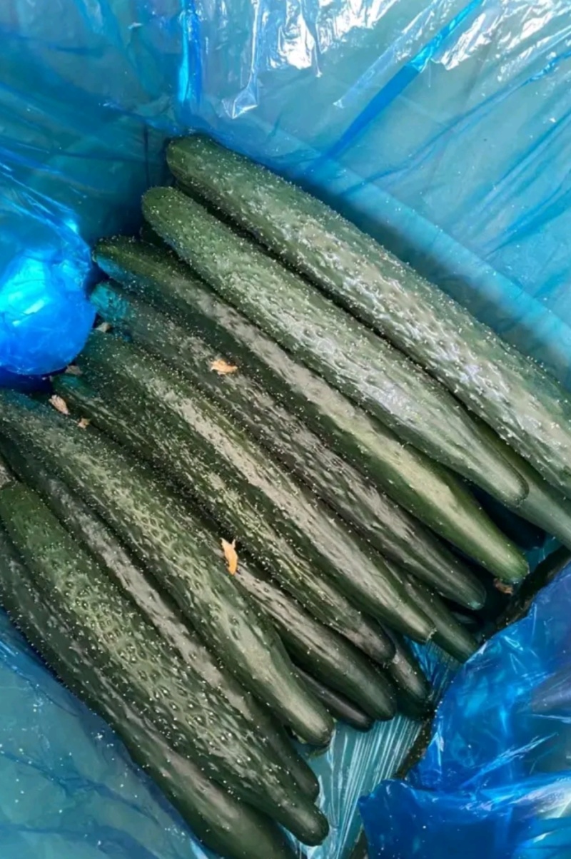 河南夏邑蔬菜种植基地益农合作社保质保量万亩蔬菜大棚