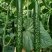 河南夏邑蔬菜种植基地益农合作社保质保量万亩蔬菜大棚