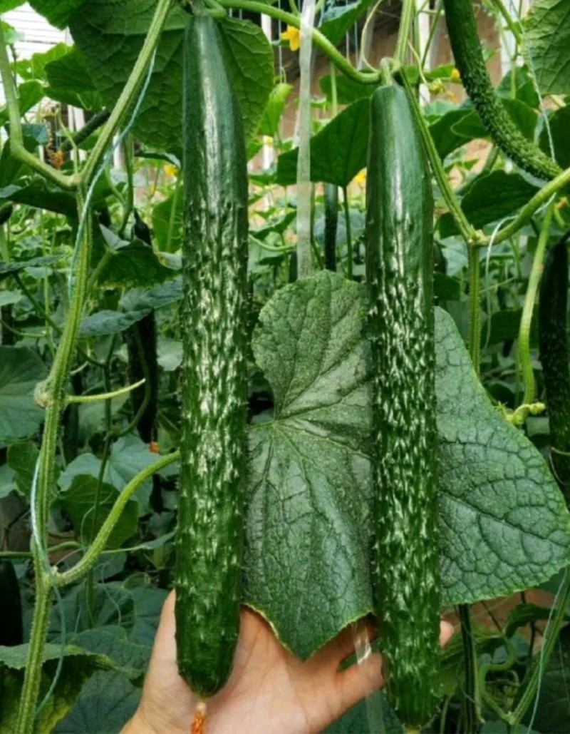 河南夏邑蔬菜种植基地益农合作社保质保量万亩蔬菜大棚