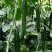 河南夏邑蔬菜种植基地益农合作社保质保量万亩蔬菜大棚