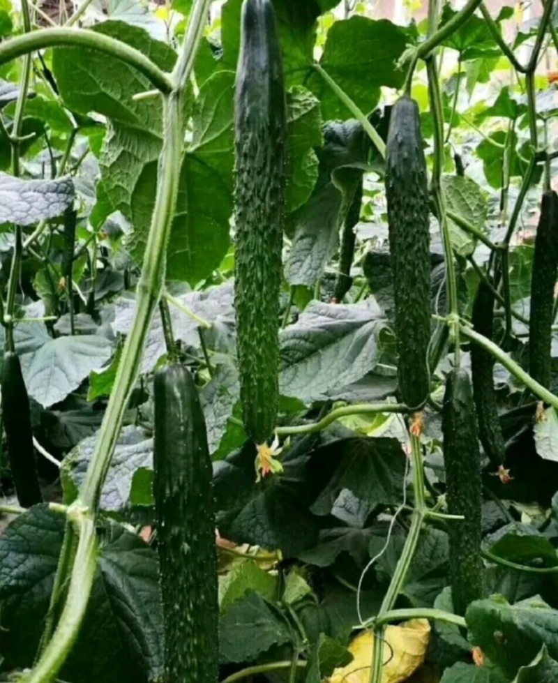 河南夏邑蔬菜种植基地益农合作社保质保量万亩蔬菜大棚
