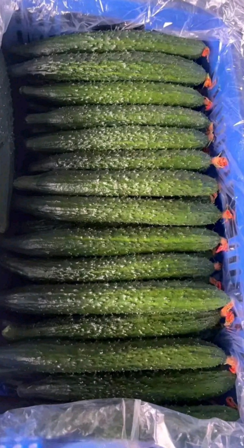 河南夏邑蔬菜种植基地益农合作社保质保量万亩蔬菜大棚