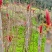 四川大竹香椿芽，红油香椿芽