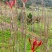 四川大竹香椿芽，红油香椿芽