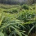 【推荐】鲜姜（本地小黄姜）量大从优保质保量基地直发