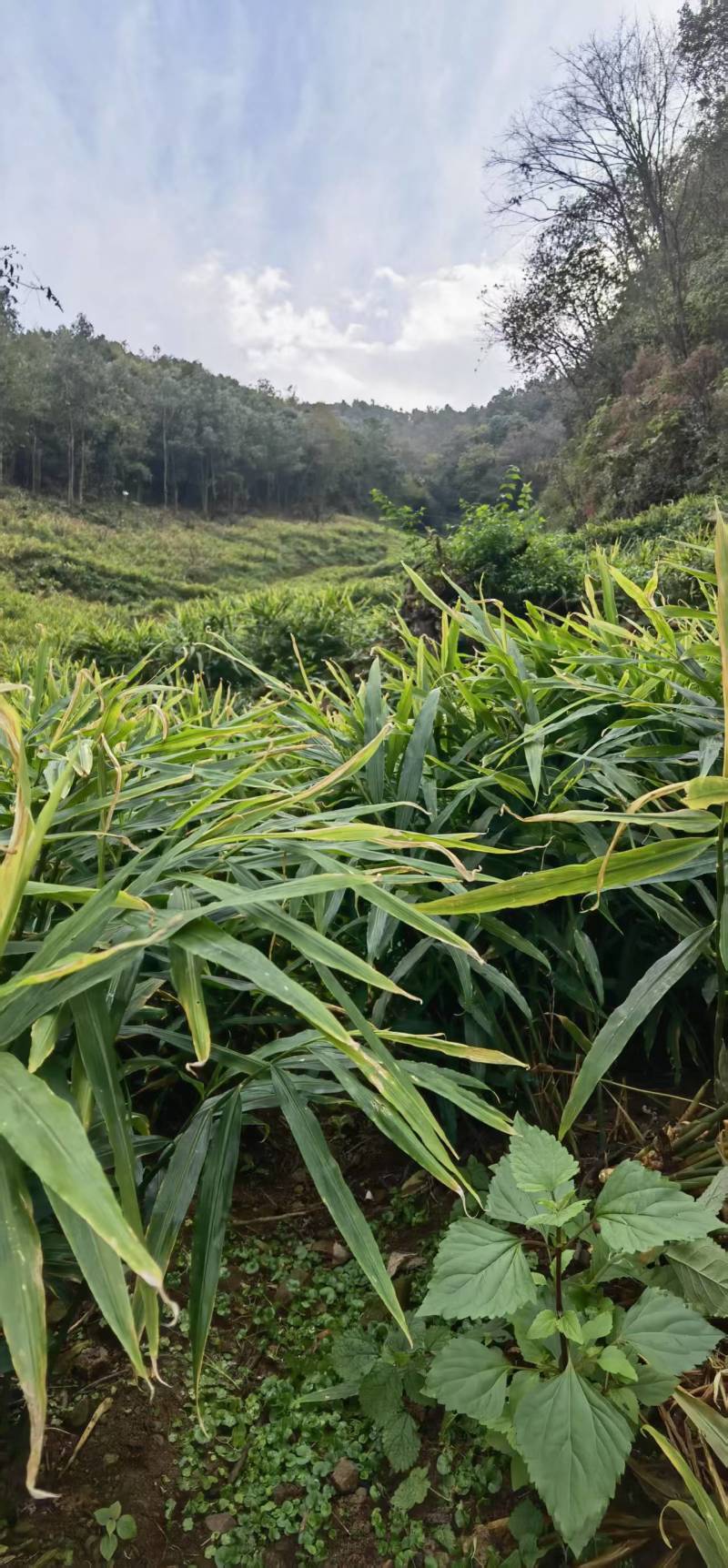 【推荐】鲜姜（本地小黄姜）量大从优保质保量基地直发