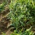 【推荐】鲜姜（本地小黄姜）量大从优保质保量基地直发