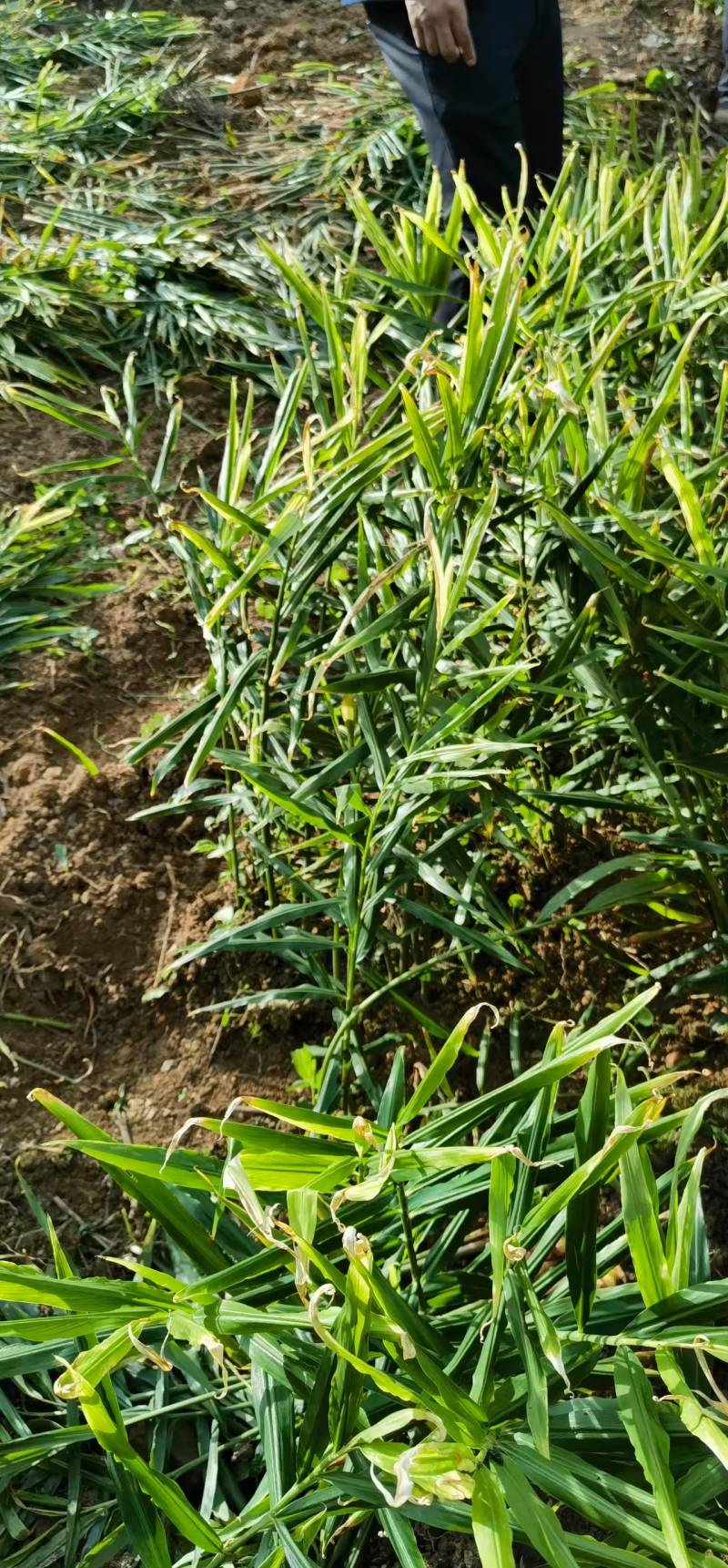 【推荐】鲜姜（本地小黄姜）量大从优保质保量基地直发